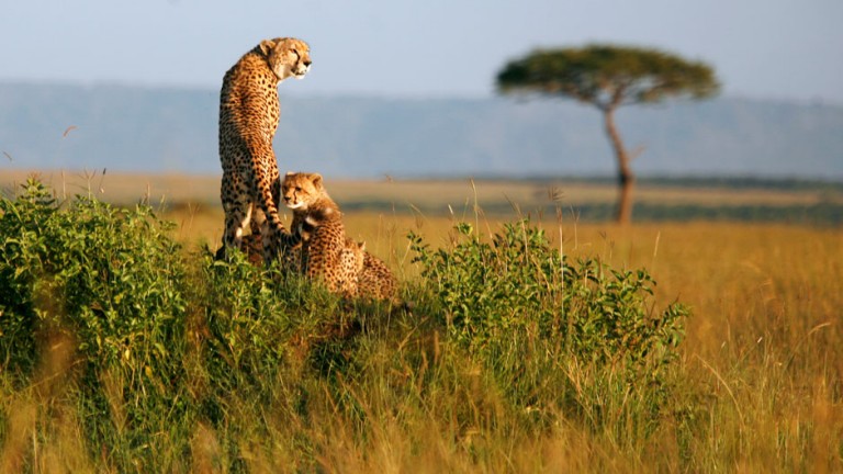 A cheetah and her cubs observe the plains in Masai Mara game reserve, April 26, 2008. Picture taken April 26, 2008.